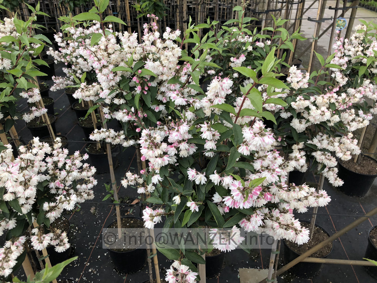 Deutzia scabra Plena 01.JPG